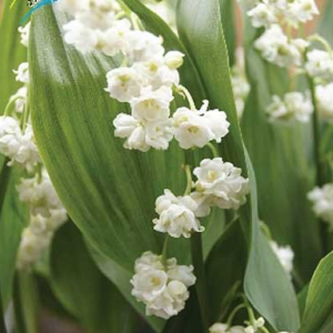 Ландыши